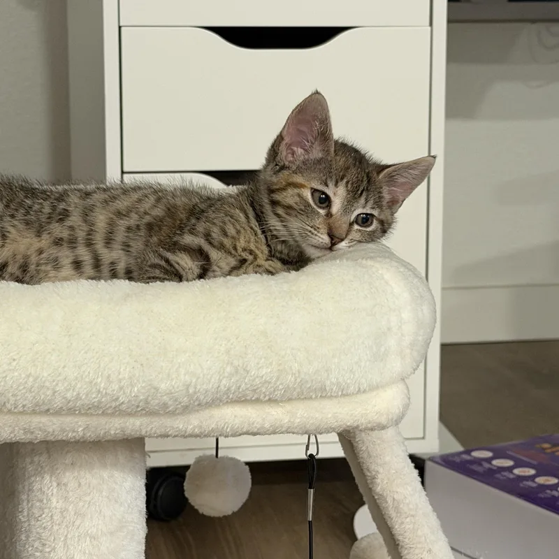 Luna thumbnail 3