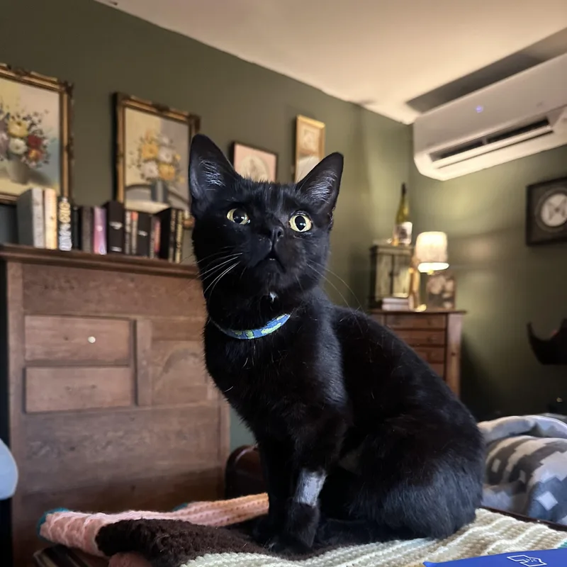 A young medium-sized female Black Domestic Short Hair cat named Annie for adoption in Hermitage, PA