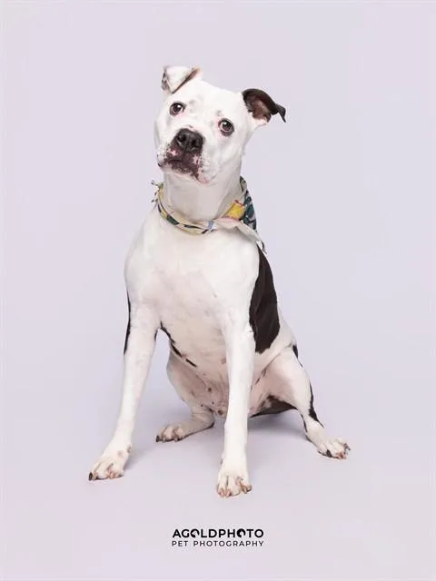 An adult large-sized male American Bulldog dog named Apollo for adoption in Miami, FL