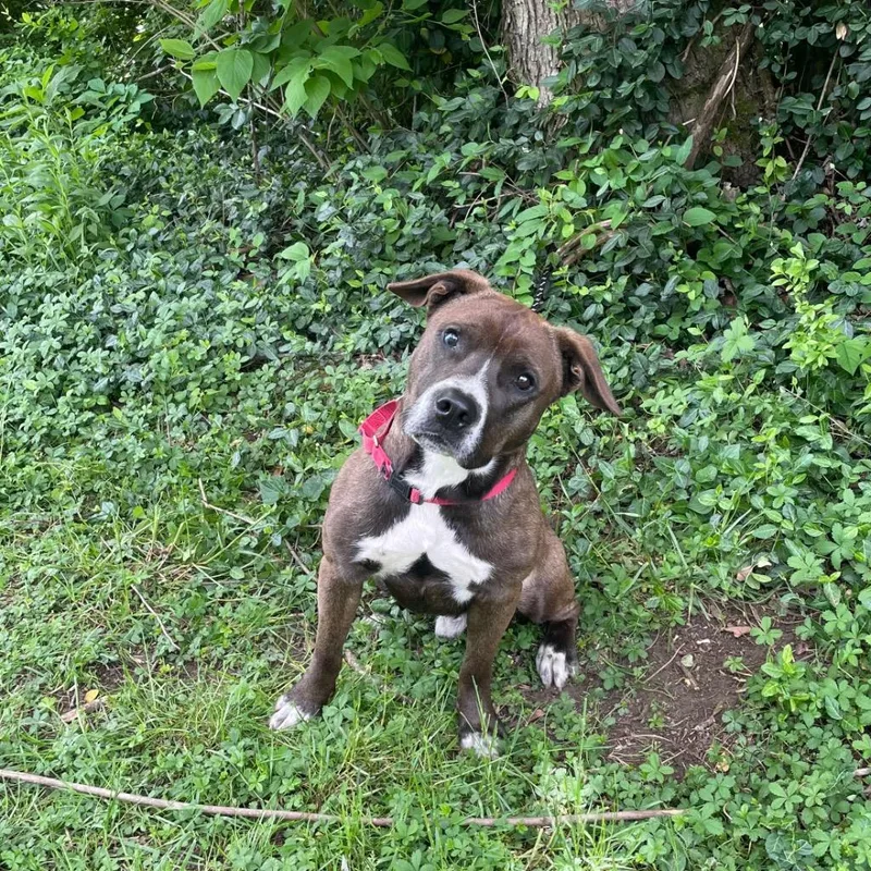 An adult medium-sized male Bicolor Pit Bull Terrier dog named King for adoption in Maysville, KY