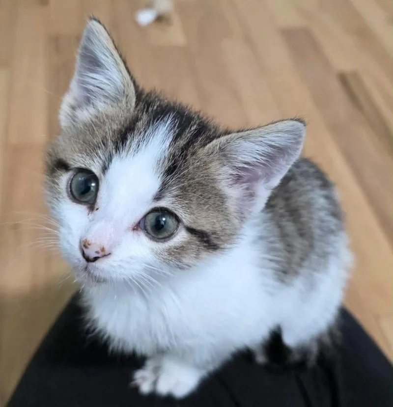 A baby small-sized female Domestic Short Hair cat named Morticia for adoption in Fond Du Lac, WI