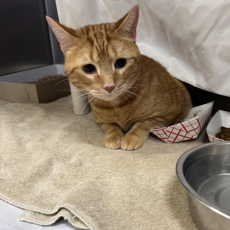 A senior extra large-sized male Orange / Red Domestic Short Hair cat named Target for adoption in Perkiomenville, PA