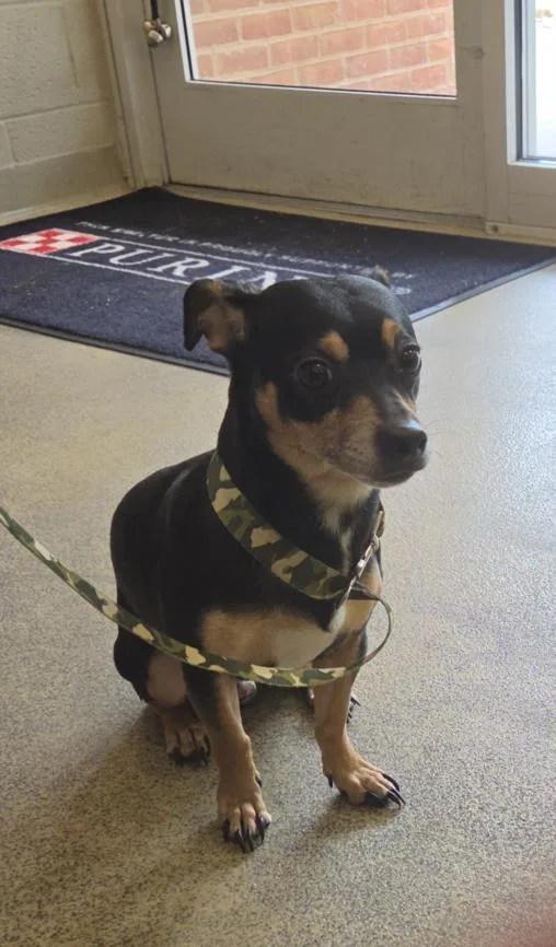 An adult small-sized male Dachshund dog named Scorpion for adoption in Hagerstown, MD