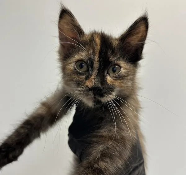 A baby small-sized female Domestic Short Hair cat named Nikki for adoption in El Cajon, CA