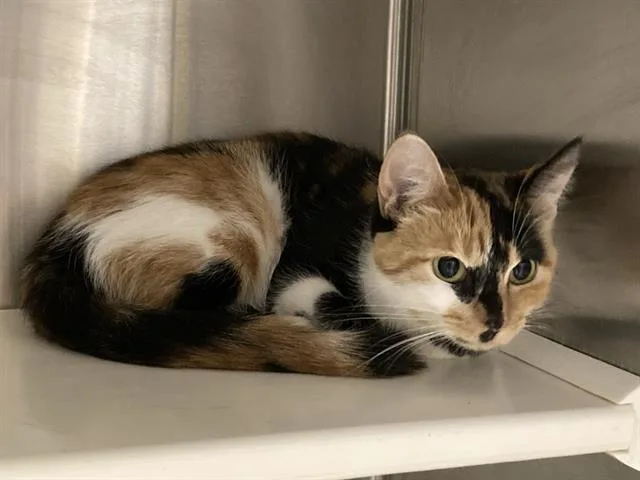 A young small-sized female Domestic Short Hair cat named Nasha for adoption in Tustin, CA