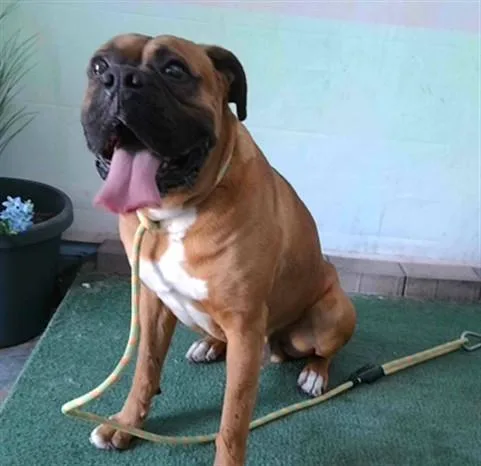 An adult medium-sized male Boxer dog named Macho for adoption in Baldwin Park, CA