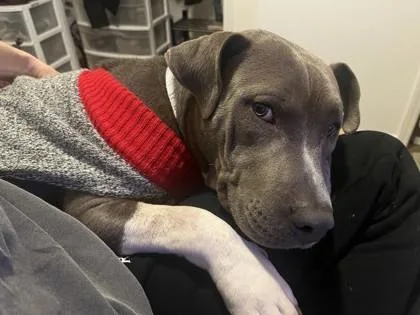 An adult large-sized female Pit Bull Terrier dog named Gabbie for adoption in Atlanta, GA