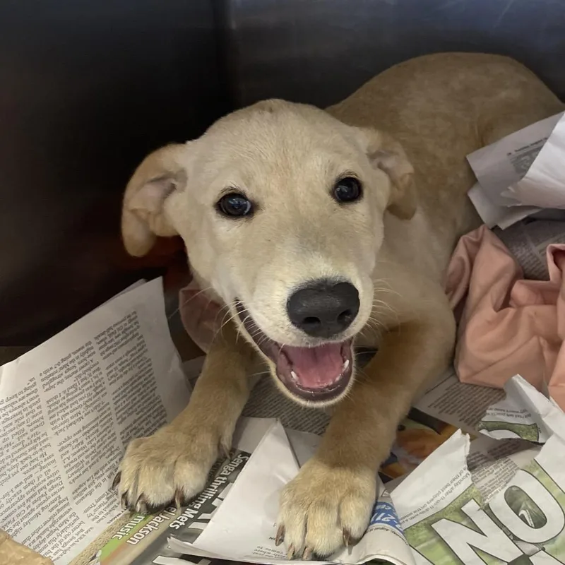 A baby small-sized male Mixed Breed dog named LA Pedro for adoption in Port Washington, NY