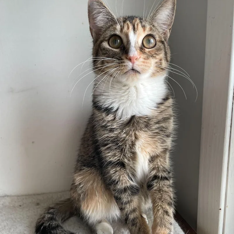 Berry Boo thumbnail 2