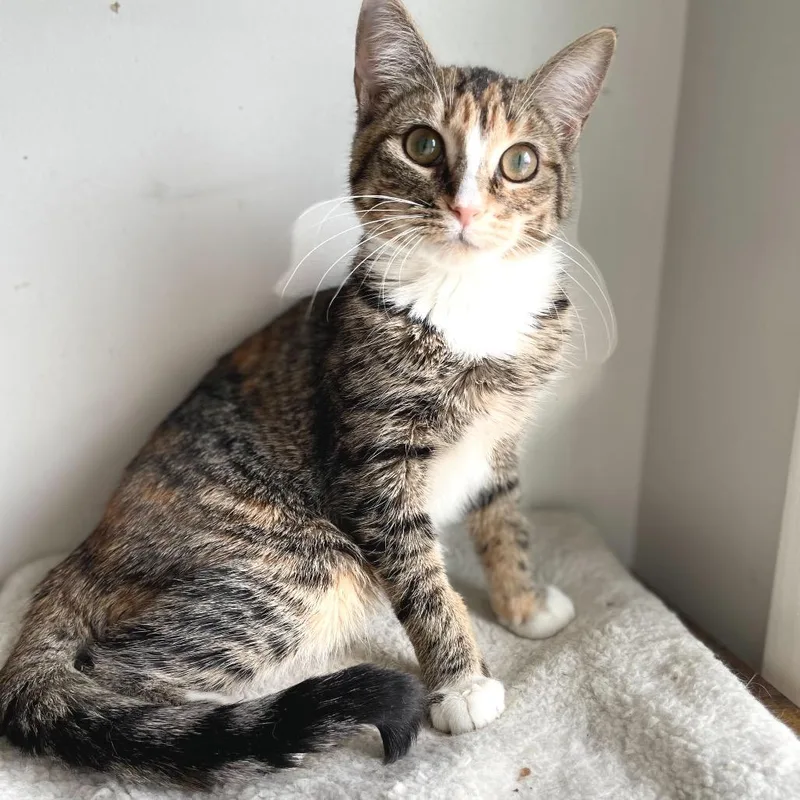 Berry Boo thumbnail 3