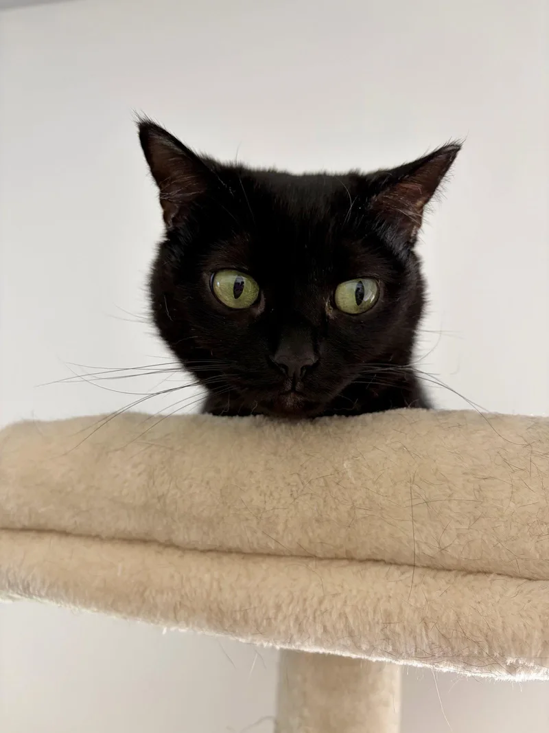A young medium-sized female Black Domestic Short Hair cat named Vienna for adoption in Island Lake, IL
