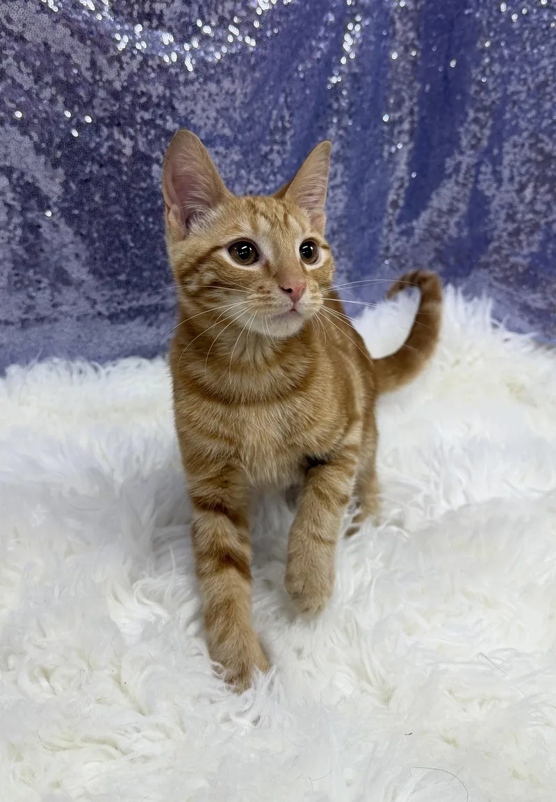 A young medium-sized male Orange / Red Domestic Short Hair cat named Tyler for adoption in Clarkesville, GA