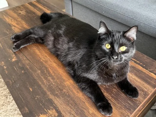 A young small-sized male Domestic Short Hair cat named Obaidah for adoption in Ames, IA