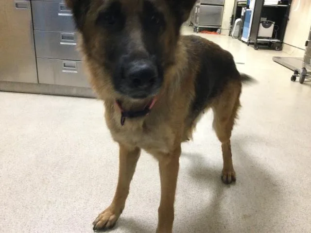 An adult large-sized female German Shepherd Dog dog named Olivia for adoption in Riverside, CA