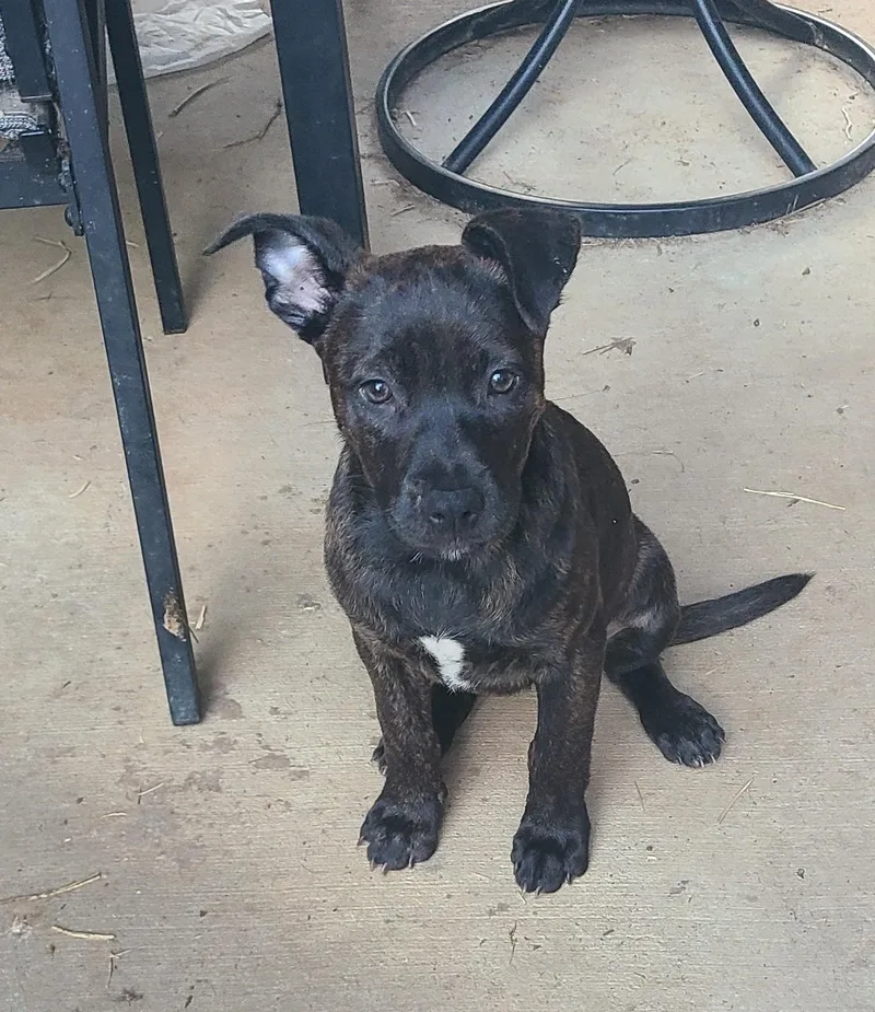 Mocha