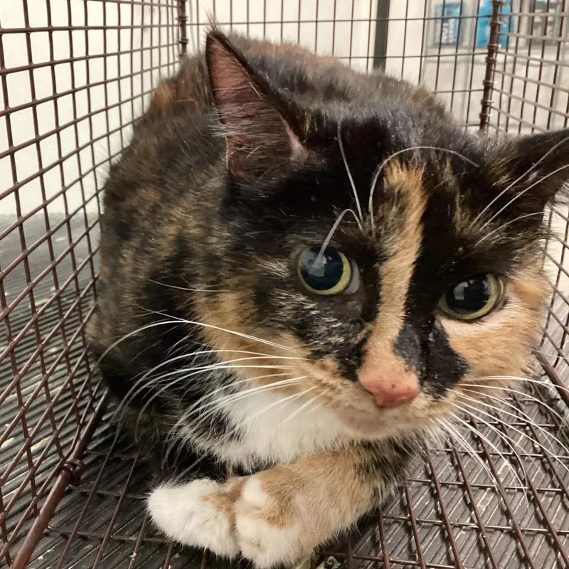 An adult large-sized female Calico Domestic Short Hair cat named Callie for adoption in San Gabriel, CA
