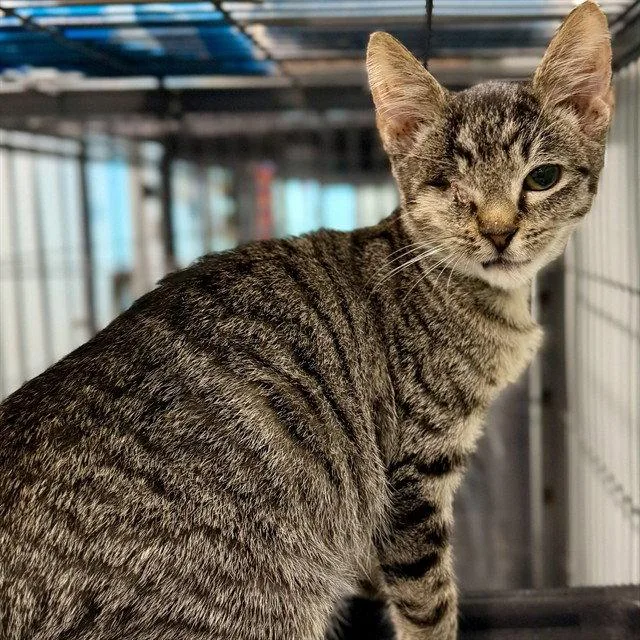 A baby small-sized male Brown / Chocolate Domestic Short Hair cat named Actor for adoption in Tavares, FL
