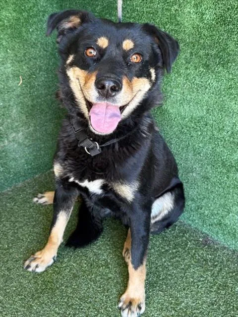 A young medium-sized female Rottweiler dog named Pearl for adoption in Lancaster, CA