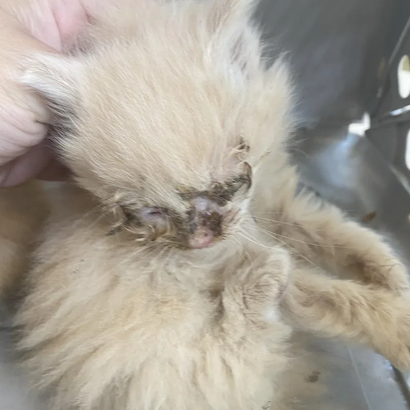 A baby small-sized male Orange / Red Domestic Medium Hair cat named 71231 for adoption in Harrisonburg, VA