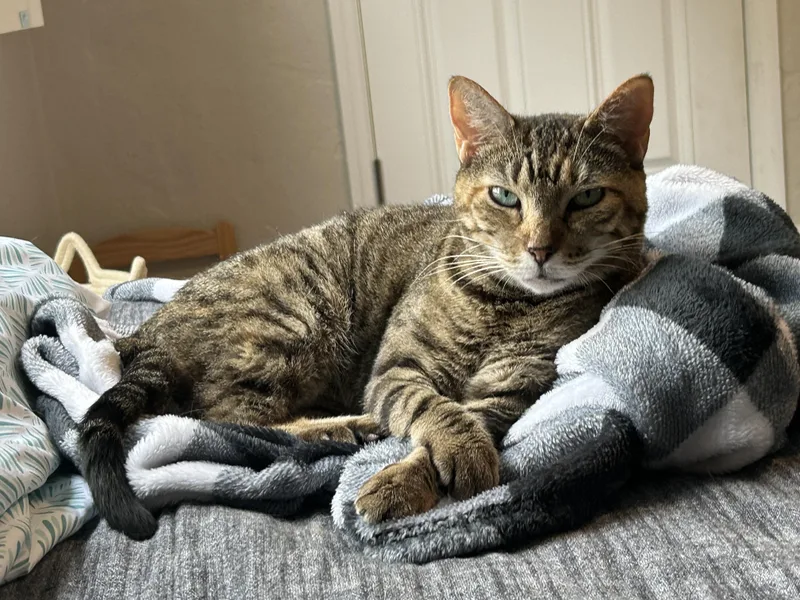 Cleopatra thumbnail 3