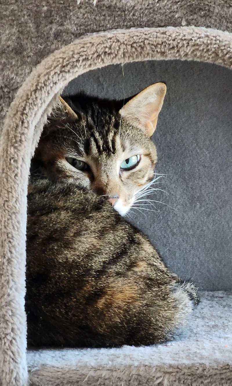 Cleopatra thumbnail 5