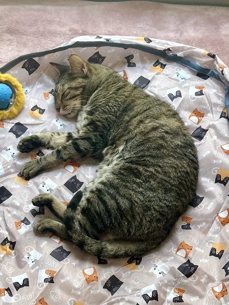 Cleopatra thumbnail 6