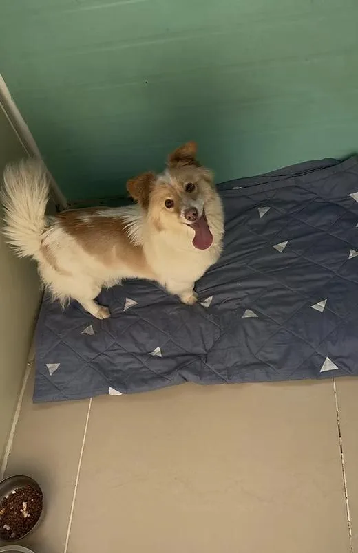 A young small-sized female Corgi dog named Sunny for adoption in los angeles, CA
