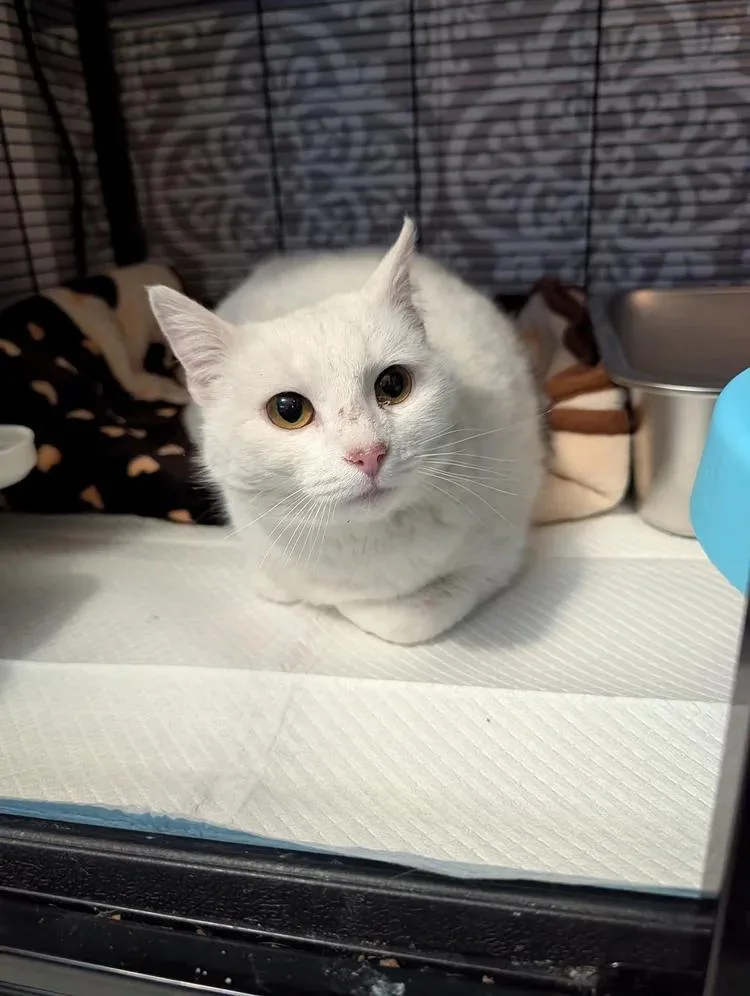 An adult medium-sized female White Domestic Short Hair cat named Crystal for adoption in Davison, MI