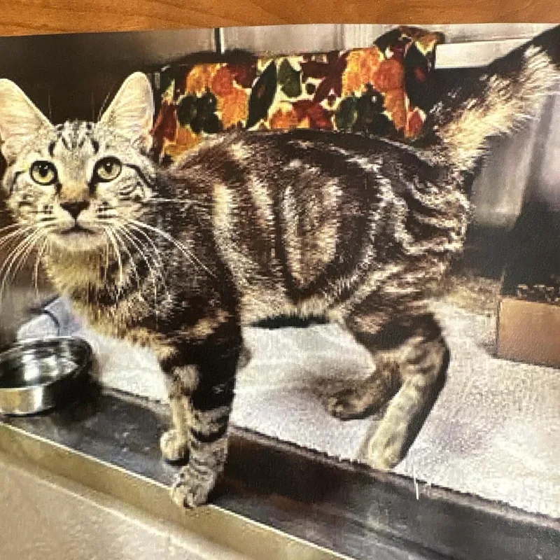 An adult small-sized male Brown / Chocolate Domestic Short Hair cat named Pablo for adoption in Frederick, MD