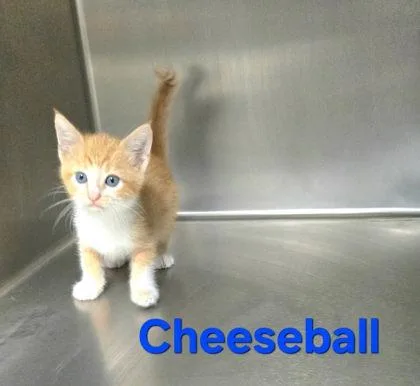 A young medium-sized female Domestic Short Hair cat named Cheeseball for adoption in Sullivan, IN