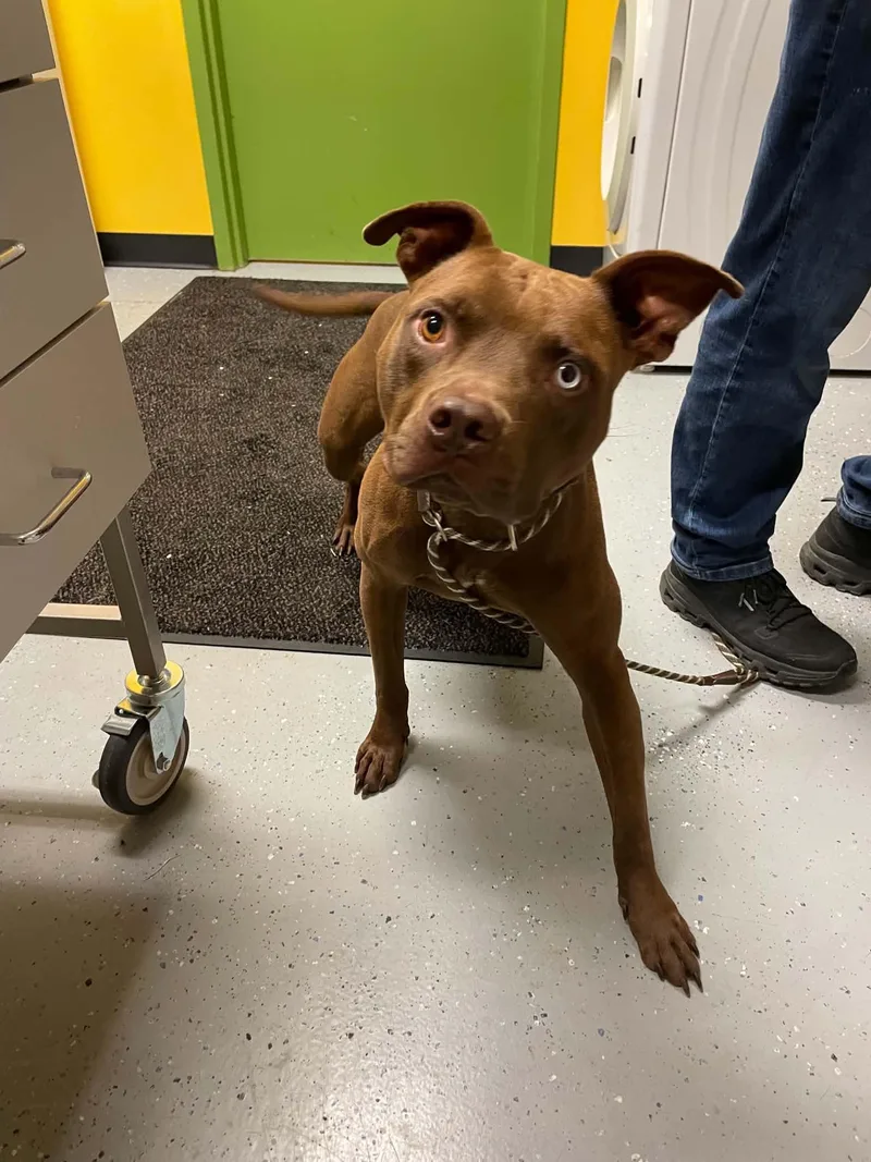 An adult medium-sized male Pit Bull Terrier dog named Boosie for adoption in Bishopville, SC