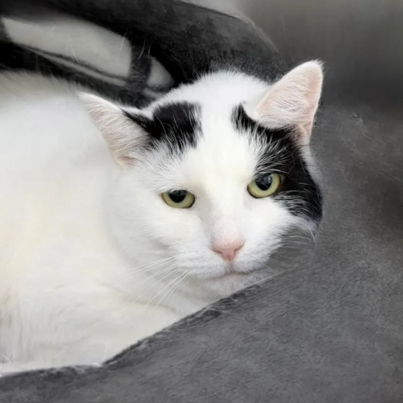An adult small-sized female Domestic Short Hair cat named Phillipa Bucket for adoption in State College, PA
