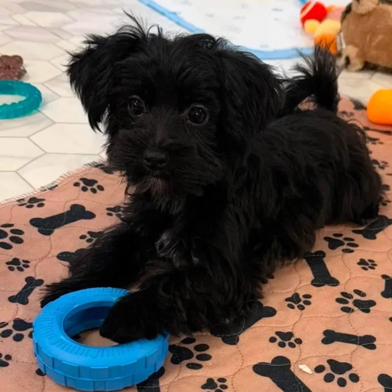 A baby small-sized male Yorkshire Terrier dog named Teeter for adoption in Blanch, NC