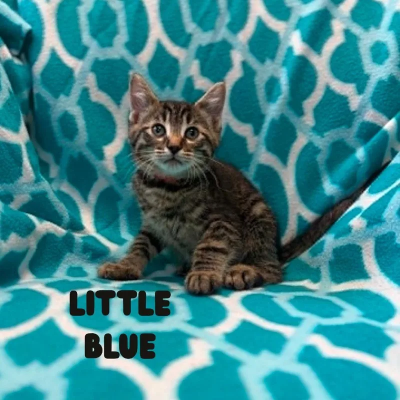 Little Blue