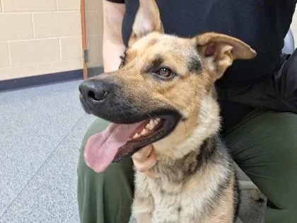 An adult large-sized male German Shepherd Dog dog named Fruity Pebbles for adoption in Westland, MI