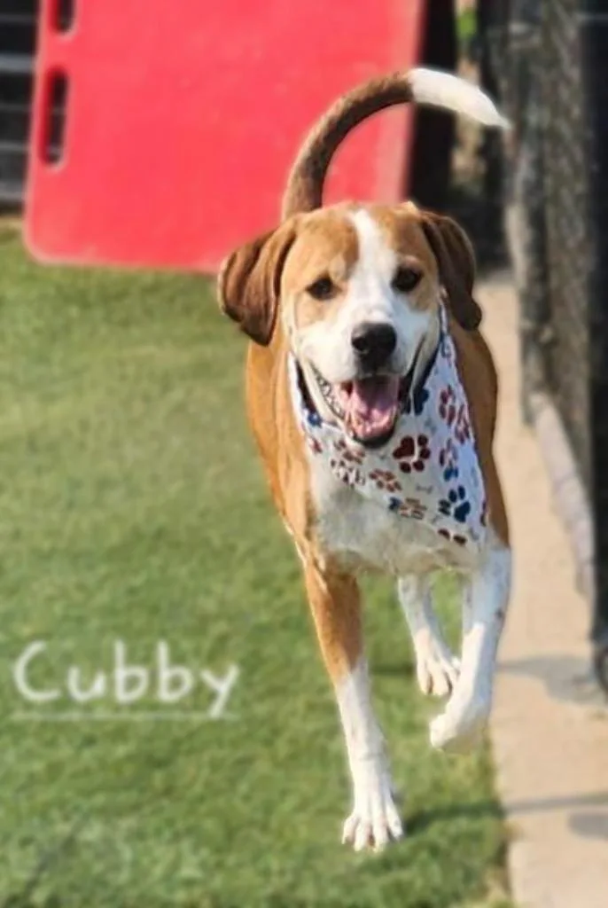 A senior large-sized male Beagle dog named Cubby for adoption in Dalton, GA