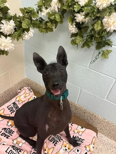 An adult medium-sized male Xoloitzcuintli / Mexican Hairless dog named Dante for adoption in Brighton, CO