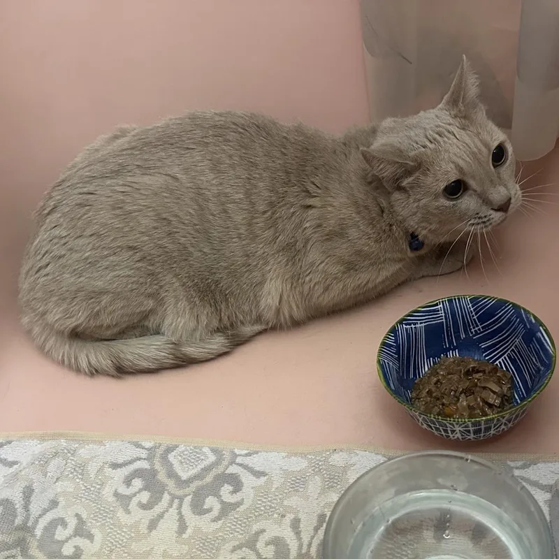 A young small-sized male Orange / Red Domestic Short Hair cat named Johnny Boy for adoption in Brooklyn, NY