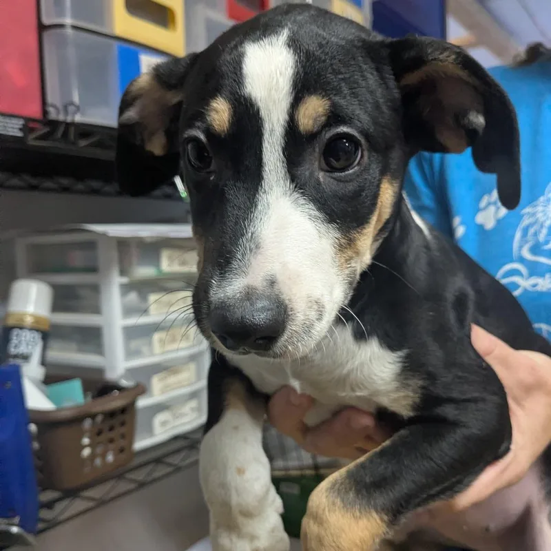 A baby small-sized female Coonhound dog named Linda for adoption in Wahiawa, HI