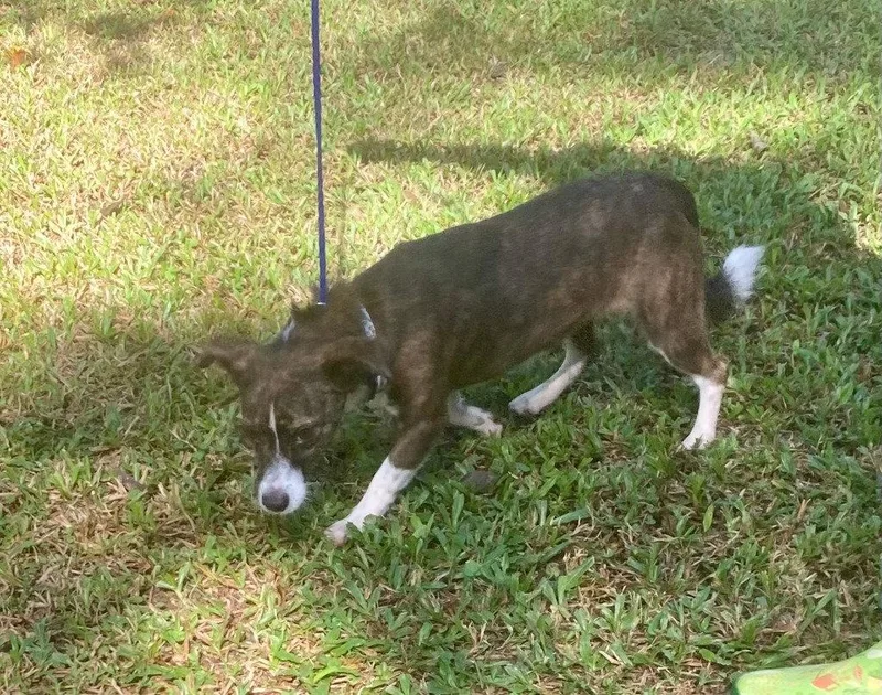 An adult small-sized female Terrier dog named Bethany for adoption in Bloomfield, CT
