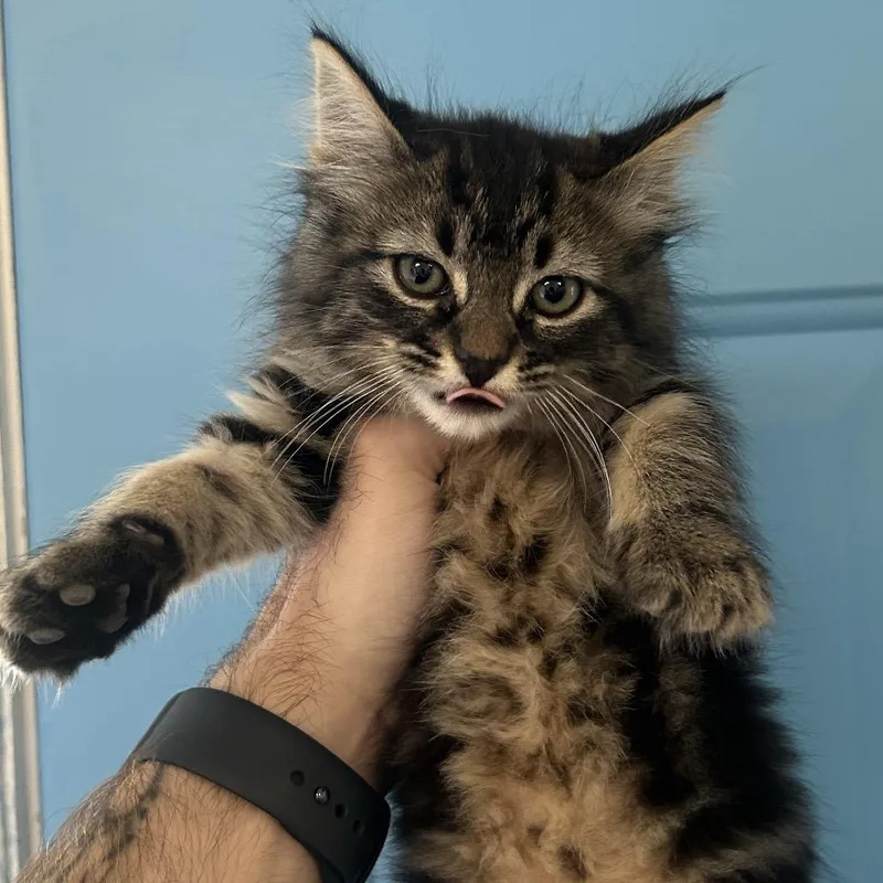 A baby small-sized female Brown / Chocolate Domestic Long Hair cat named Glitter for adoption in Denver, CO