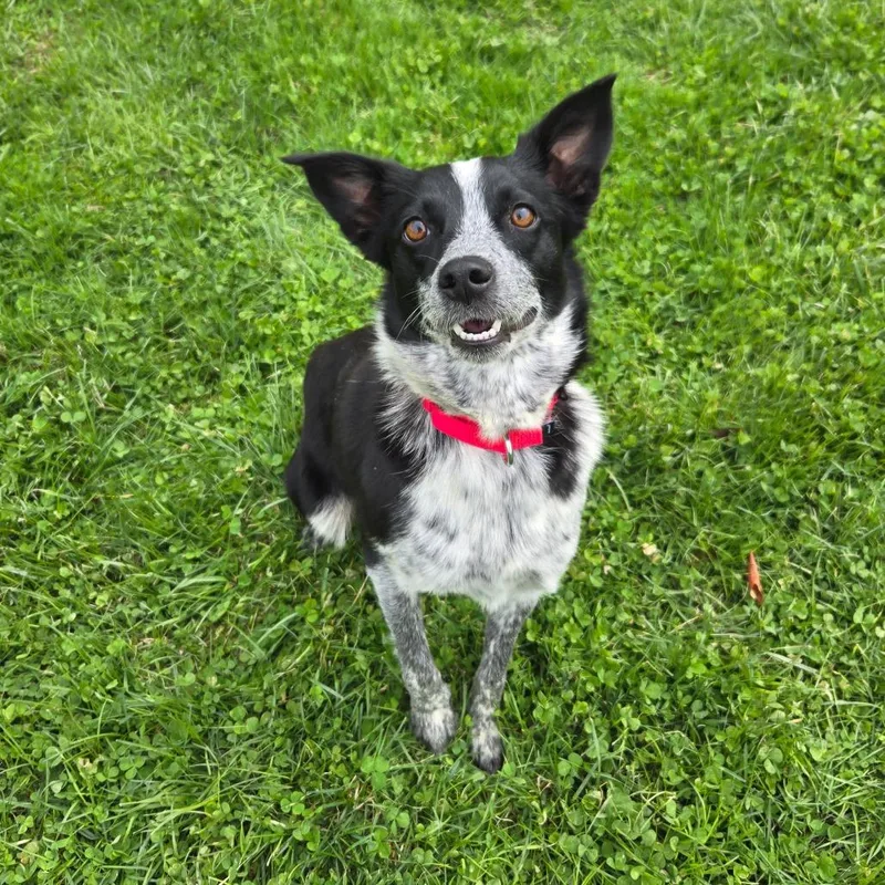 A young medium-sized female Black Australian Shepherd dog named Ct Amy for adoption in Eastford, CT