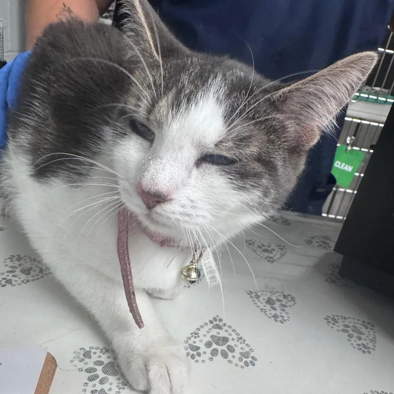 An adult medium-sized female Gray / Blue / Silver Domestic Short Hair cat named Mammacita for adoption in Birdsboro, PA