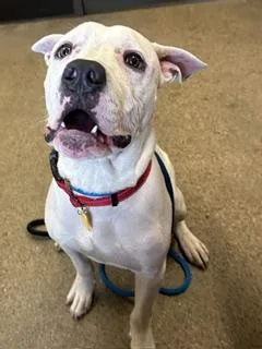 A young medium-sized male White / Cream Pit Bull Terrier dog named Evander for adoption in Cleveland, OH