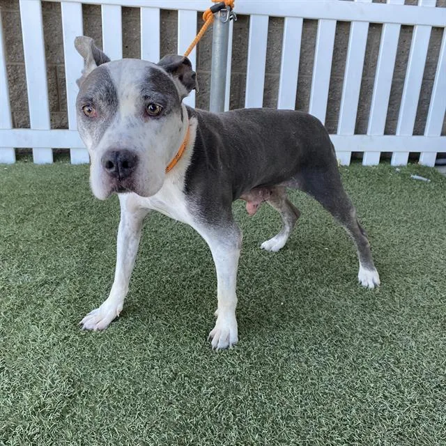 An adult large-sized female Pit Bull Terrier dog named Betty for adoption in Modesto, CA
