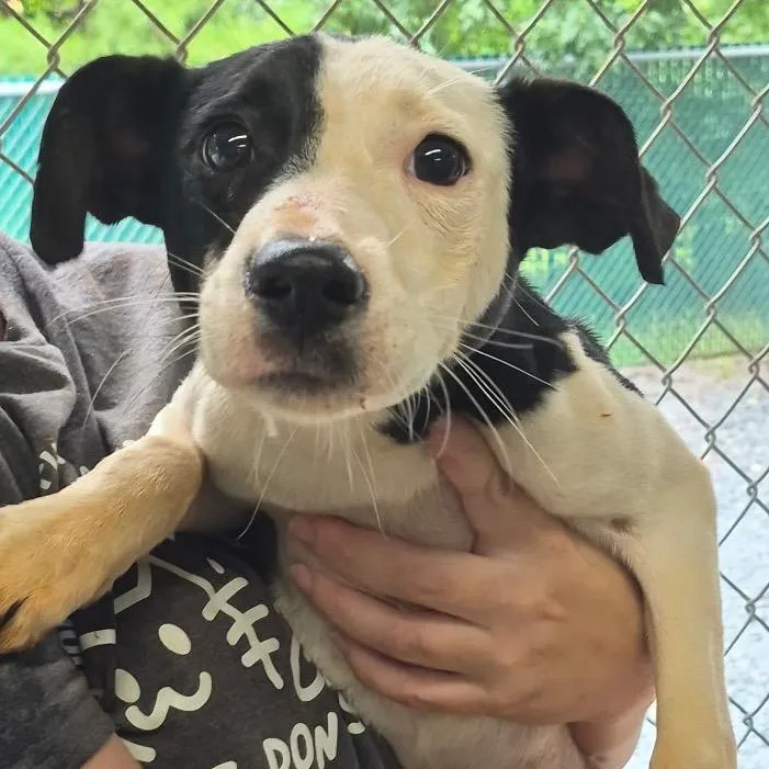 A young small-sized female White / Cream Mixed Breed dog named Maisy for adoption in Mount Gilead, NC