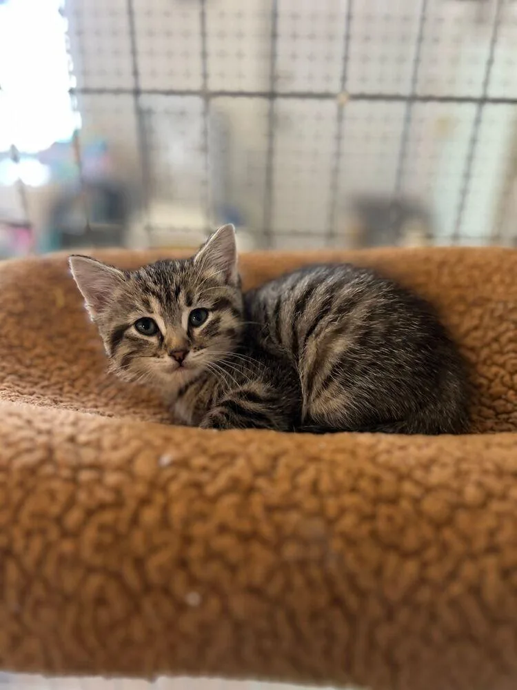 A baby small-sized female Gray / Blue / Silver Domestic Short Hair cat named Loto for adoption in McPherson, KS