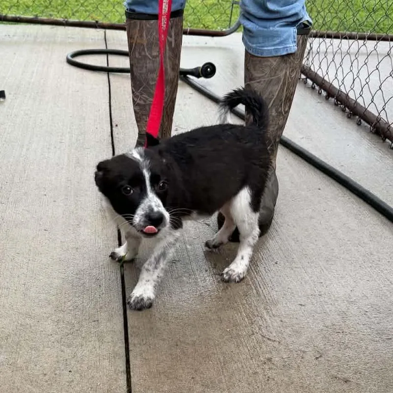 A baby small-sized female Black Mixed Breed dog named Jyn for adoption in Buffalo, MN