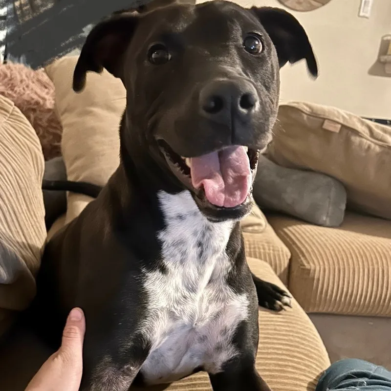 An adult medium-sized male Black Labrador Retriever dog named Shadowchaser Blt for adoption in Missouri City, TX
