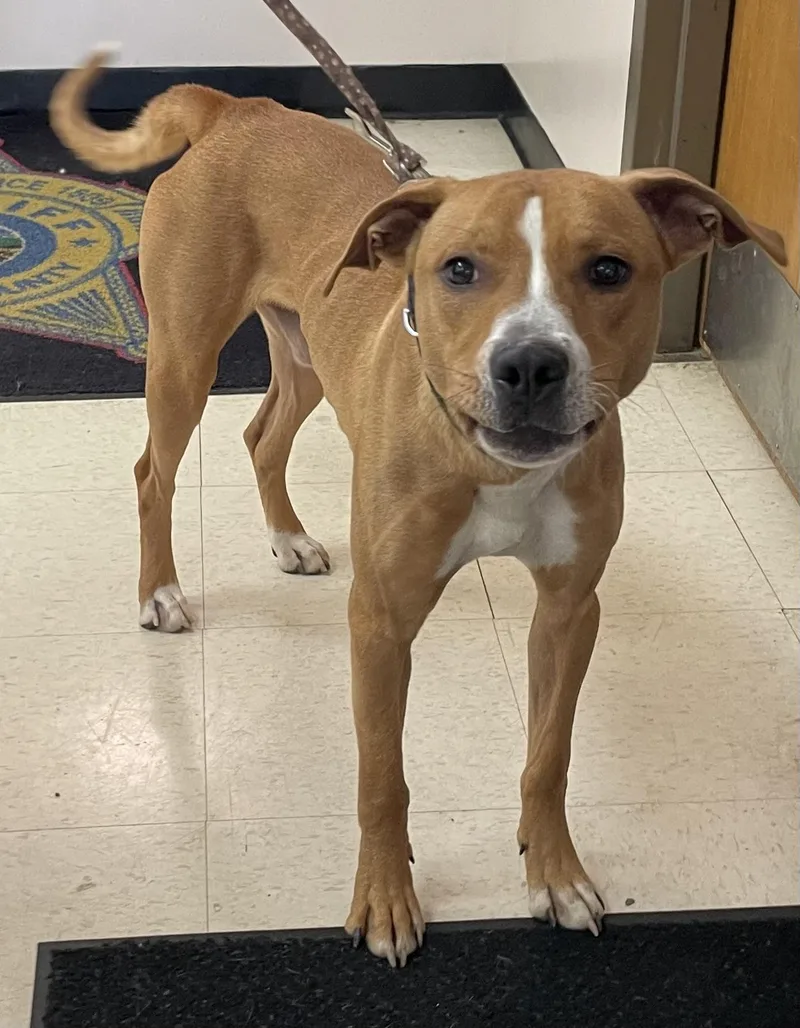 A young large-sized male Yellow / Tan / Blond / Fawn Pit Bull Terrier dog named Dexter HOLD for adoption in Canton, OH